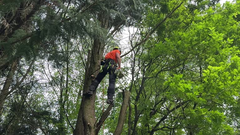 Best Hedge Trimming  in Valley Forge, TN