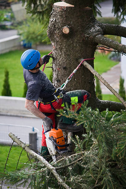 Best Tree Cabling and Bracing  in Valley Forge, TN