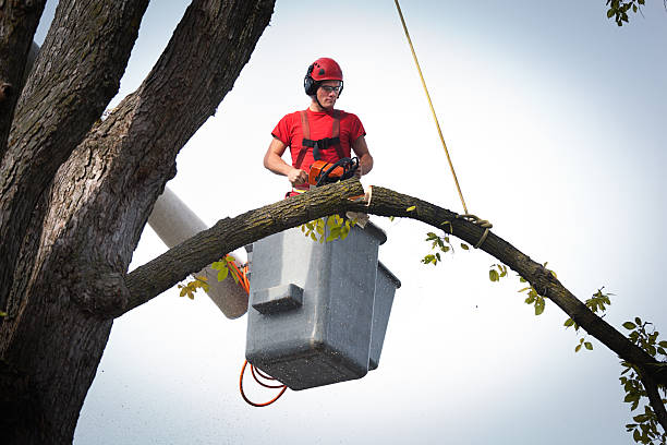 Best Fruit Tree Pruning  in Valley Forge, TN