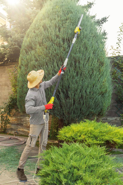 Best Palm Tree Trimming  in Valley Forge, TN