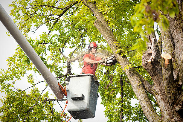 Best Tree Trimming and Pruning  in Valley Forge, TN