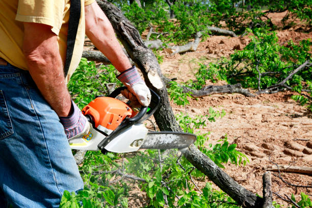 Leaf Removal in Valley Forge, TN